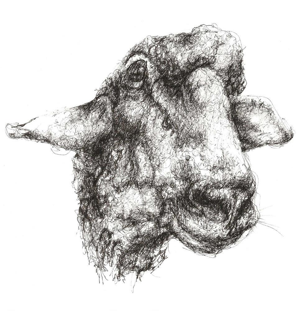 SHEEP'S HEAD
